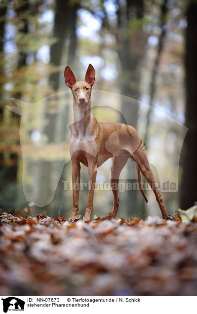 stehender Pharaonenhund / standing Pharaoh Hound / NN-07673