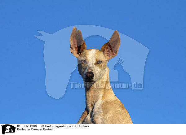 Podenco Canario Portrait / Podenco Canario Portrait / JH-01288