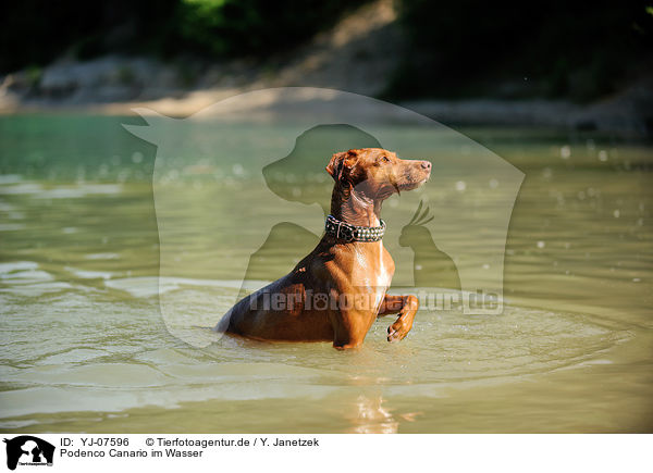 Podenco Canario im Wasser / Podenco Canario in the water / YJ-07596