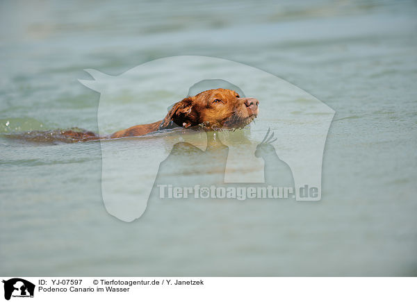 Podenco Canario im Wasser / Podenco Canario in the water / YJ-07597