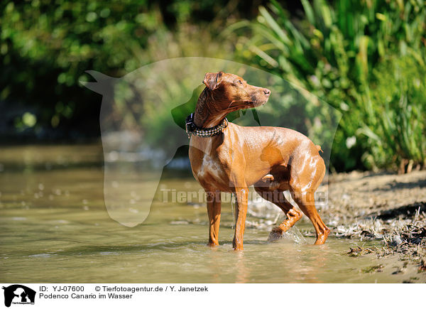 Podenco Canario im Wasser / Podenco Canario in the water / YJ-07600