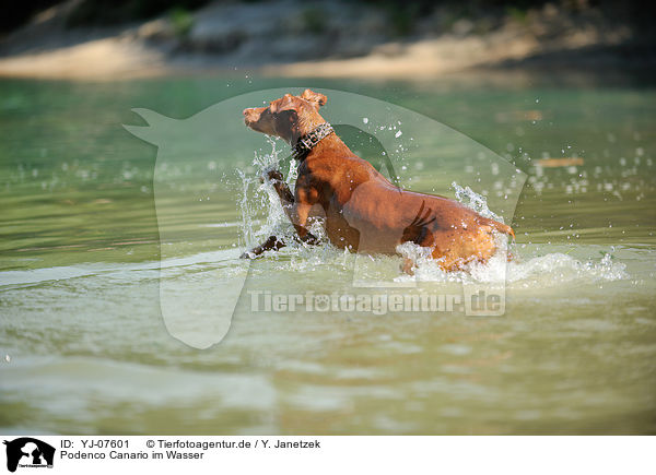 Podenco Canario im Wasser / Podenco Canario in the water / YJ-07601