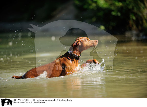 Podenco Canario im Wasser / Podenco Canario in the water / YJ-07602