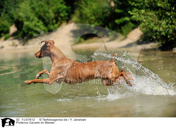 Podenco Canario im Wasser / Podenco Canario in the water / YJ-07612