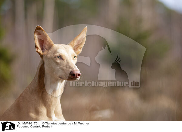 Podenco Canario Portrait / Podenco Canario Portrait / MW-10170