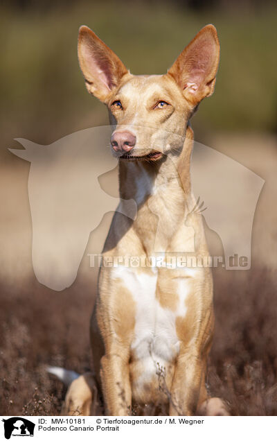 Podenco Canario Portrait / Podenco Canario Portrait / MW-10181