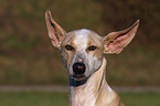 Podenco Canario Portrait