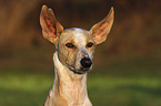 Podenco Canario Portrait