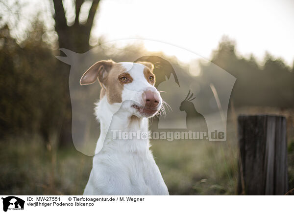 vierjhriger Podenco Ibicenco / four year old Podenco Ibicenco / MW-27551