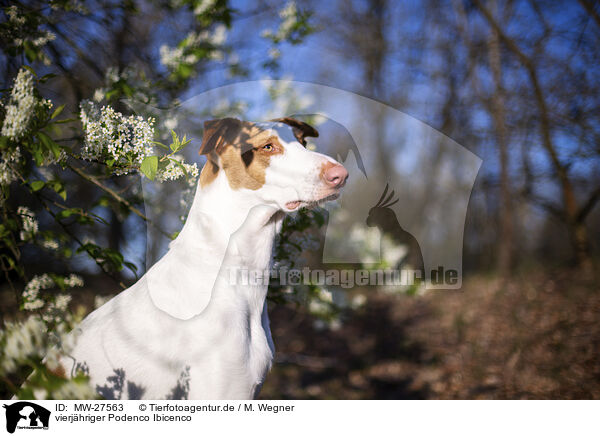 vierjhriger Podenco Ibicenco / MW-27563