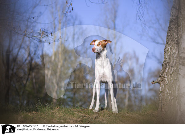 vierjhriger Podenco Ibicenco / four year old Podenco Ibicenco / MW-27587