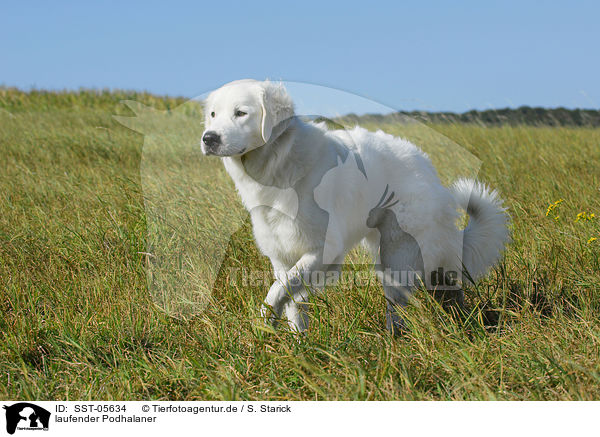 laufender Podhalaner / walking Polski Owczarek / SST-05634