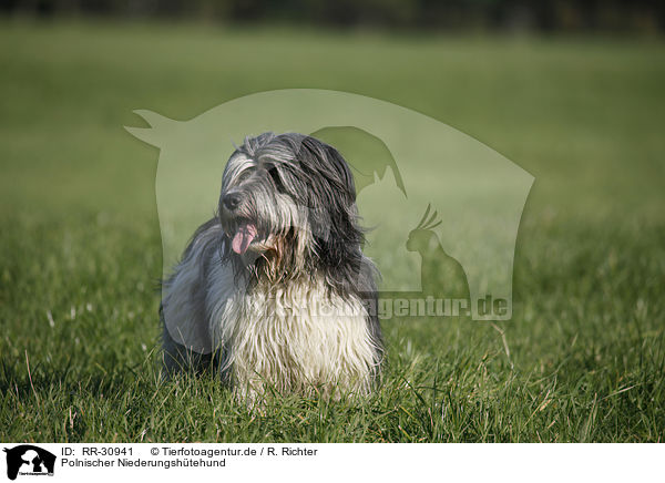 Polnischer Niederungshtehund / Polish lowland sheepdog / RR-30941