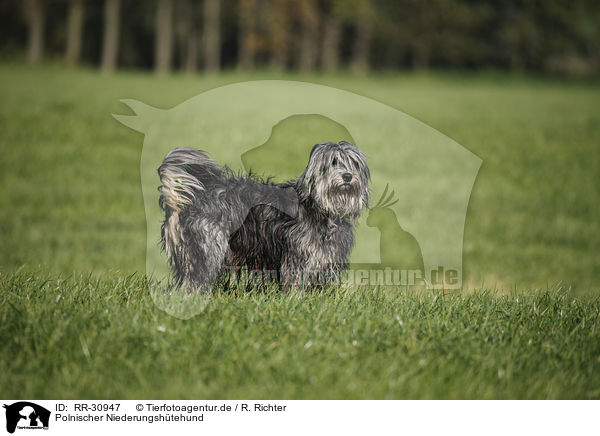 Polnischer Niederungshtehund / Polish lowland sheepdog / RR-30947