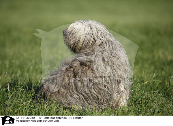 Polnischer Niederungshtehund / Polish lowland sheepdog / RR-30950