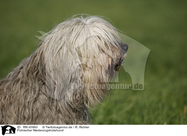 Polnischer Niederungshtehund / Polish lowland sheepdog / RR-30960