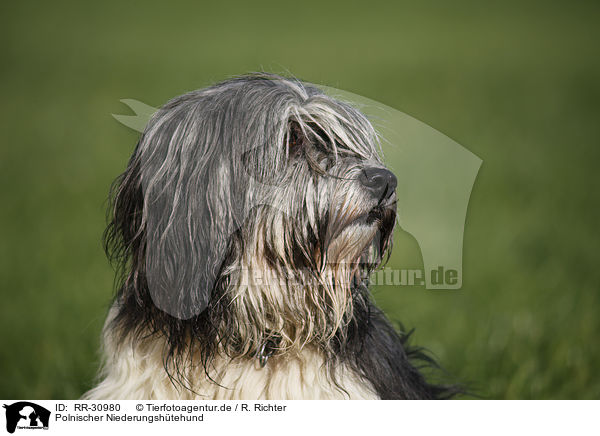 Polnischer Niederungshtehund / Polish lowland sheepdog / RR-30980