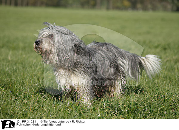 Polnischer Niederungshtehund / Polish lowland sheepdog / RR-31021