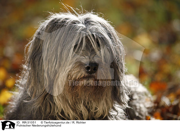 Polnischer Niederungshtehund / Polish lowland sheepdog / RR-31051