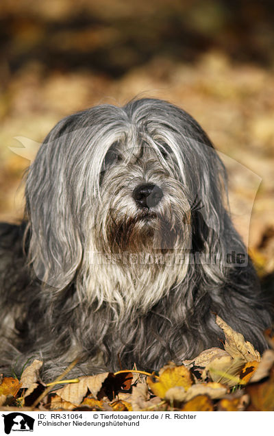 Polnischer Niederungshtehund / Polish lowland sheepdog / RR-31064