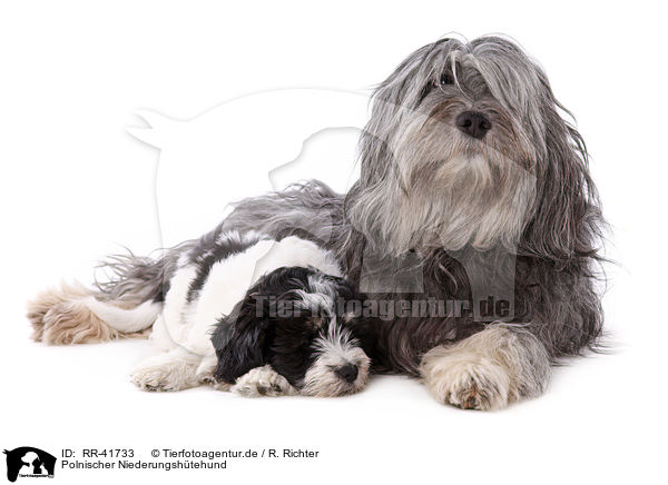 Polnischer Niederungshtehund / Polish lowland sheepdog / RR-41733