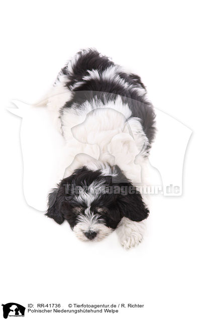 Polnischer Niederungshtehund Welpe / Polish lowland sheepdog puppy / RR-41736