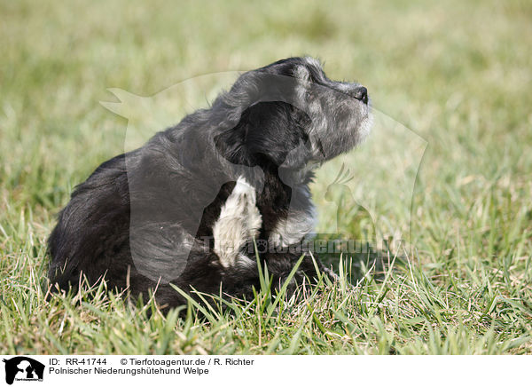 Polnischer Niederungshtehund Welpe / RR-41744