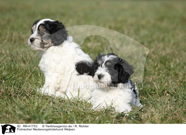Polnischer Niederungshtehund Welpen / Polish lowland sheepdog puppies / RR-41753