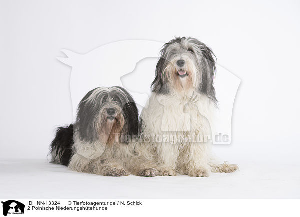 2 Polnische Niederungshtehunde / 2 Polish Lowland Sheepdogs / NN-13324