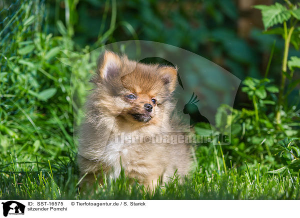 sitzender Pomchi / sitting Pomchi / SST-16575