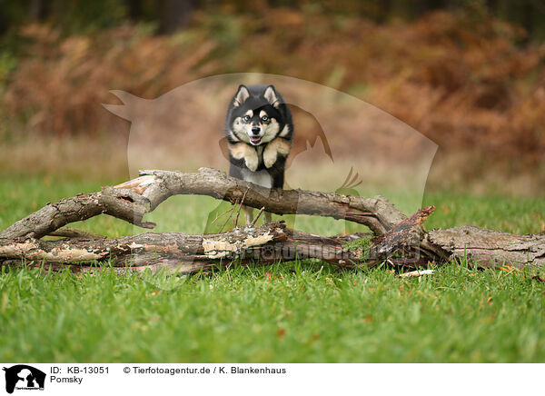 Pomsky / Pomsky / KB-13051