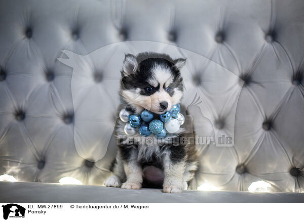 Pomsky / Pomsky / MW-27899