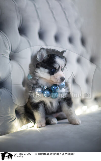 Pomsky / Pomsky / MW-27902