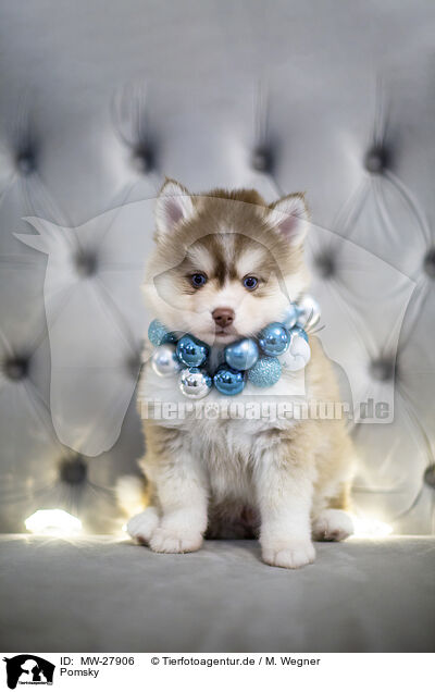 Pomsky / Pomsky / MW-27906