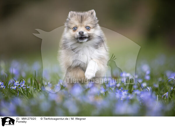 Pomsky / Pomsky / MW-27920