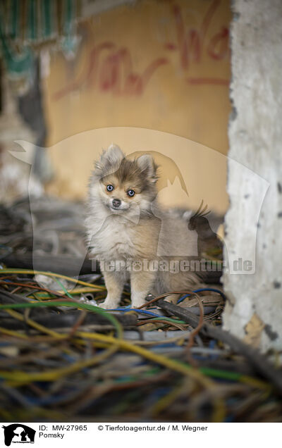 Pomsky / Pomsky / MW-27965