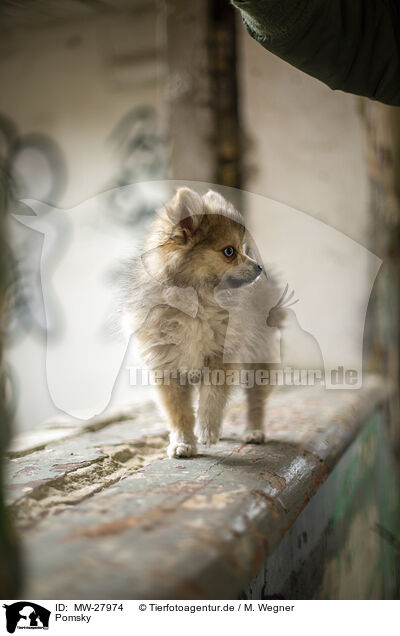 Pomsky / Pomsky / MW-27974