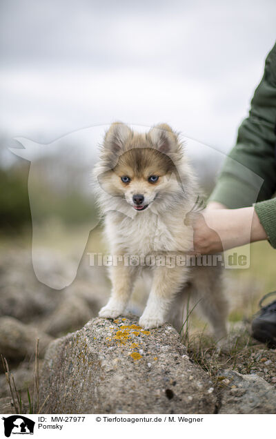 Pomsky / Pomsky / MW-27977