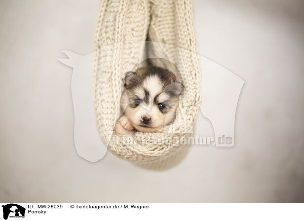 Pomsky / Pomsky / MW-28039