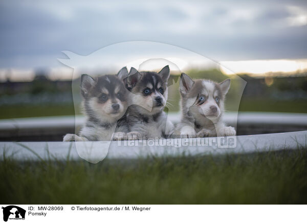 Pomsky / Pomsky / MW-28069