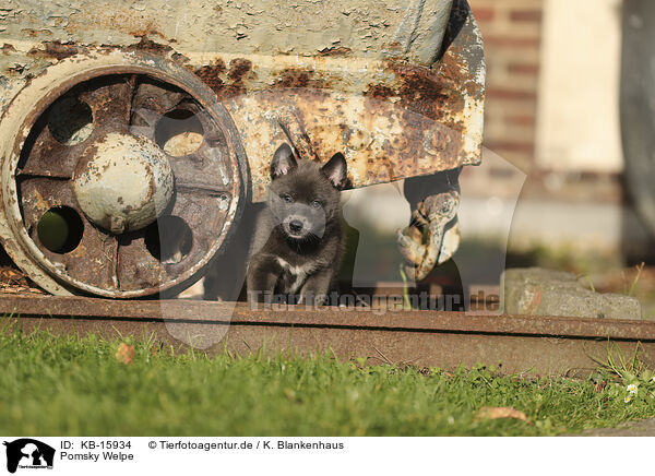 Pomsky Welpe / Pomsky Puppy / KB-15934