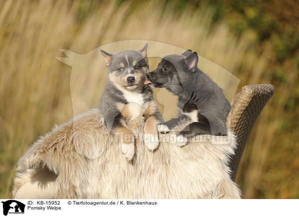 Pomsky Welpe / Pomsky Puppy / KB-15952