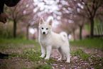 Pomsky