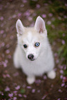 Pomsky