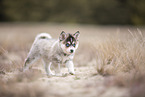 Pomsky