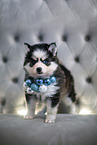 Pomsky