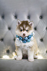 Pomsky