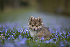 Pomsky