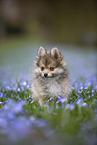 Pomsky