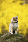 Pomsky